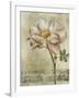 Floral Blush IV-Carney-Framed Giclee Print