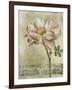 Floral Blush IV-Carney-Framed Giclee Print