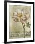 Floral Blush IV-Carney-Framed Giclee Print