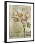 Floral Blush IV-Carney-Framed Giclee Print