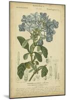 Floral Botanica II-Turpin-Mounted Art Print