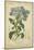 Floral Botanica II-Turpin-Mounted Art Print