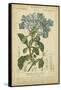 Floral Botanica II-Turpin-Framed Stretched Canvas
