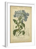 Floral Botanica II-Turpin-Framed Art Print