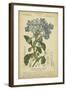 Floral Botanica II-Turpin-Framed Art Print