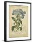 Floral Botanica II-Turpin-Framed Art Print