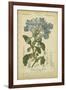 Floral Botanica II-Turpin-Framed Art Print