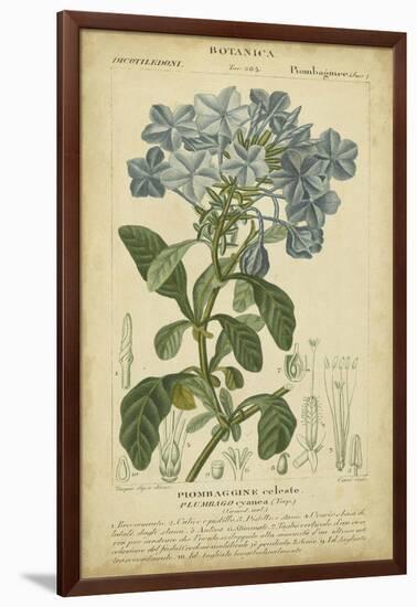 Floral Botanica II-Turpin-Framed Art Print