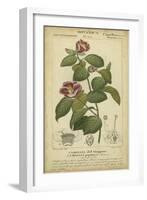 Floral Botanica III-Turpin-Framed Art Print