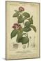 Floral Botanica III-Turpin-Mounted Art Print