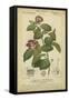 Floral Botanica III-Turpin-Framed Stretched Canvas