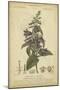 Floral Botanica IV-Turpin-Mounted Art Print