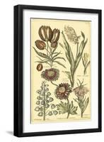 Floral Bounty II-Vision Studio-Framed Art Print
