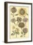 Floral Bounty VI-Vision Studio-Framed Art Print