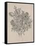 Floral Bouquet II-Tim OToole-Framed Stretched Canvas