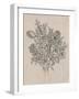 Floral Bouquet II-Tim OToole-Framed Art Print