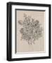 Floral Bouquet II-Tim OToole-Framed Art Print