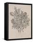 Floral Bouquet II-Tim OToole-Framed Stretched Canvas