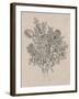 Floral Bouquet II-Tim OToole-Framed Art Print