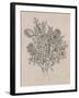 Floral Bouquet II-Tim OToole-Framed Art Print