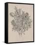 Floral Bouquet II-Tim OToole-Framed Stretched Canvas