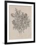 Floral Bouquet II-Tim OToole-Framed Art Print