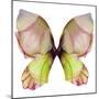 Floral Butterfly 2-Emma Catherine Debs-Mounted Art Print