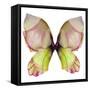 Floral Butterfly 2-Emma Catherine Debs-Framed Stretched Canvas