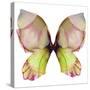 Floral Butterfly 2-Emma Catherine Debs-Stretched Canvas