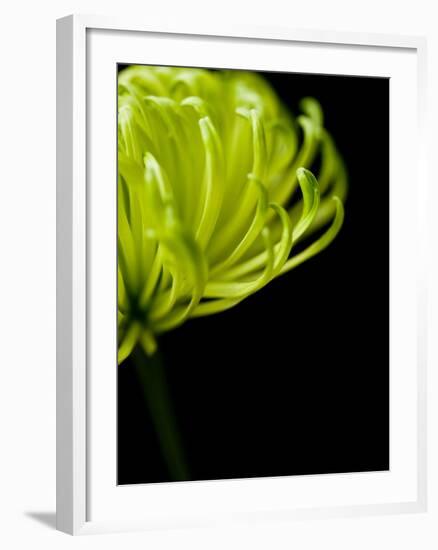 Floral Close-Up 3-Doug Chinnery-Framed Photographic Print