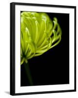 Floral Close-Up 3-Doug Chinnery-Framed Photographic Print