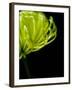 Floral Close-Up 3-Doug Chinnery-Framed Photographic Print