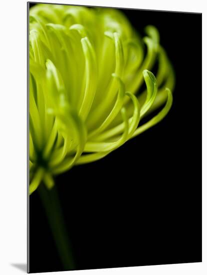 Floral Close-Up 3-Doug Chinnery-Mounted Photographic Print