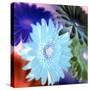 Floral Color #1-Alan Blaustein-Stretched Canvas