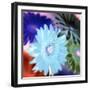 Floral Color #1-Alan Blaustein-Framed Photographic Print