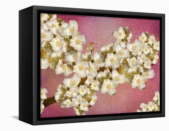 Floral composition-Viviane Fedieu Danielle-Framed Stretched Canvas