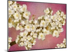 Floral composition-Viviane Fedieu Danielle-Mounted Photographic Print