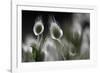 Floral Conversation-Wild Wonders of Europe-Framed Giclee Print