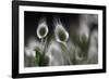 Floral Conversation-Wild Wonders of Europe-Framed Giclee Print