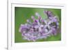 Floral Dance-Staffan Widstrand-Framed Giclee Print