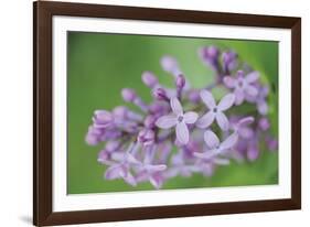 Floral Dance-Staffan Widstrand-Framed Giclee Print