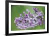 Floral Dance-Staffan Widstrand-Framed Giclee Print