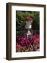 Floral decoration-Natalie Tepper-Framed Photo