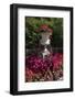 Floral decoration-Natalie Tepper-Framed Photo