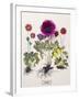 Floral Decoupage - Anemone-Camille Soulayrol-Framed Giclee Print