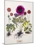Floral Decoupage - Anemone-Camille Soulayrol-Mounted Giclee Print