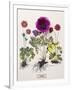 Floral Decoupage - Anemone-Camille Soulayrol-Framed Giclee Print