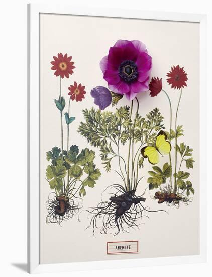 Floral Decoupage - Anemone-Camille Soulayrol-Framed Giclee Print