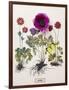 Floral Decoupage - Anemone-Camille Soulayrol-Framed Giclee Print