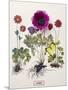 Floral Decoupage - Anemone-Camille Soulayrol-Mounted Giclee Print